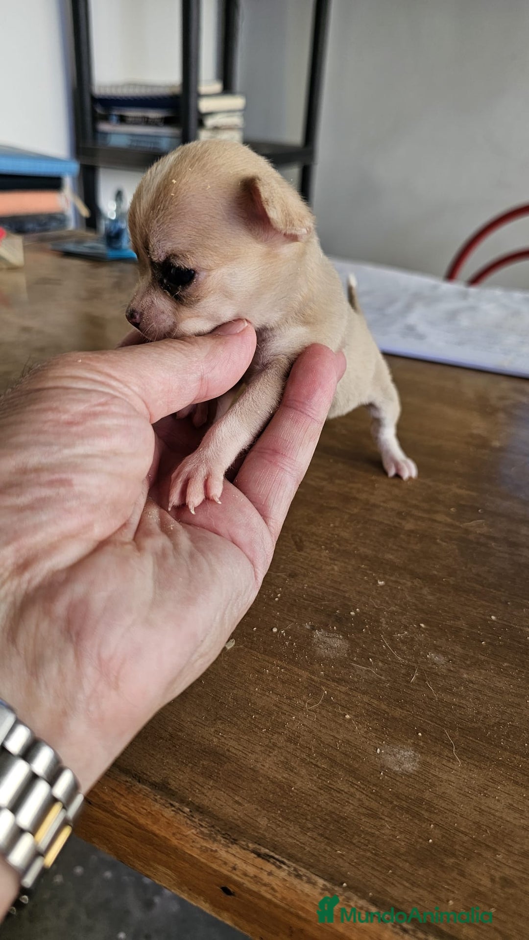 Chihuahua perros en venta: Preciosos chihuahuitos - Imagen 6