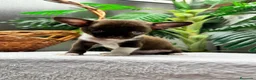Chihuahua perros en venta: CHIHUAHUA CHOCOLATE - Anuncio 11