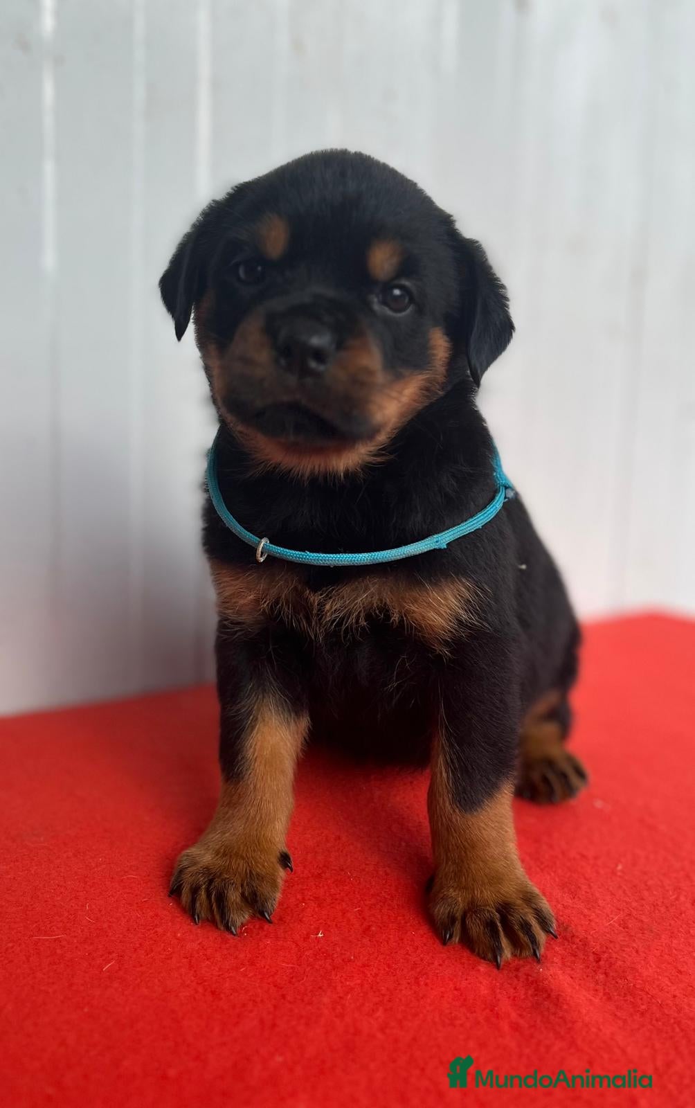 Rottweiler perros en venta: Rottweiler  - Anuncio 8