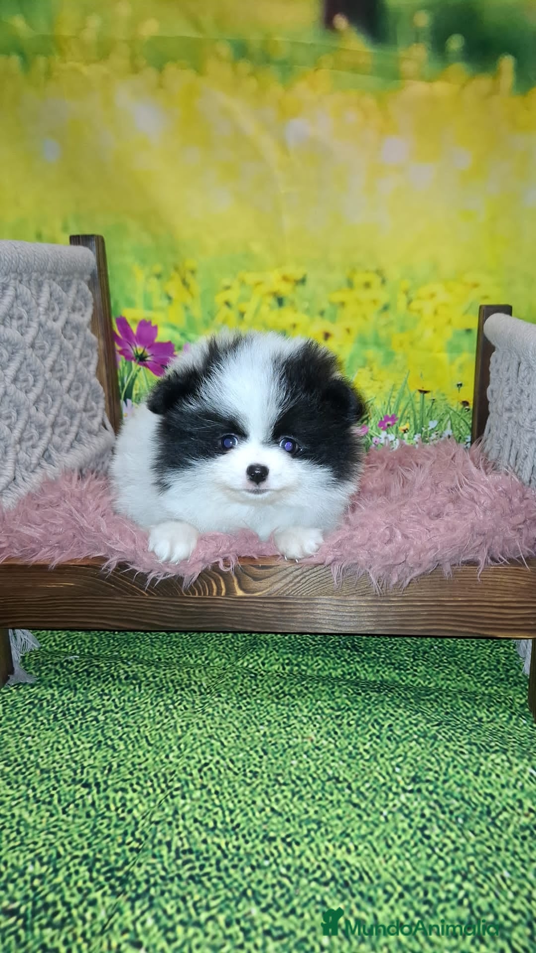 Pomerania perros en venta: Pomerania macho.  - Anuncio 2