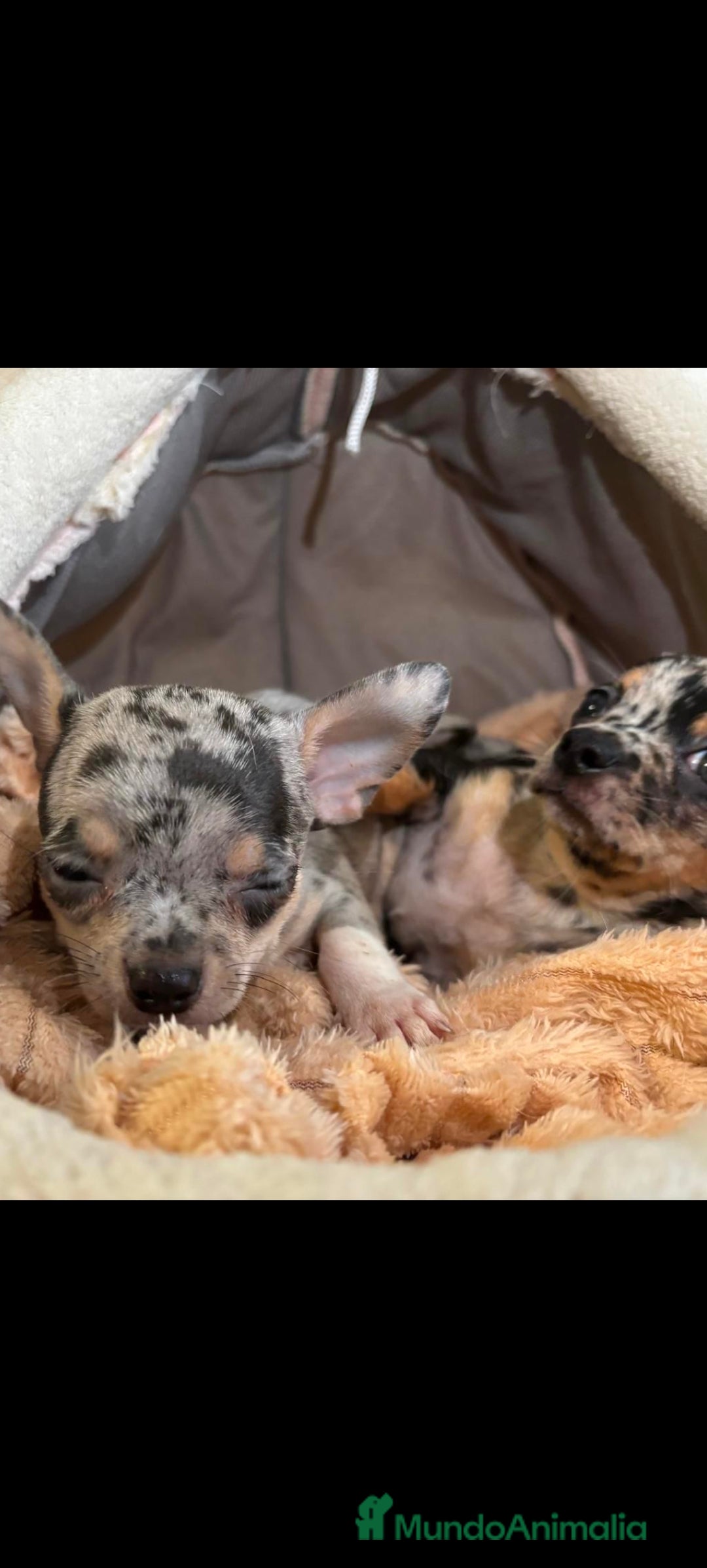 Chihuahua perros en venta: Chihuahua Toy merle  - Imagen 3