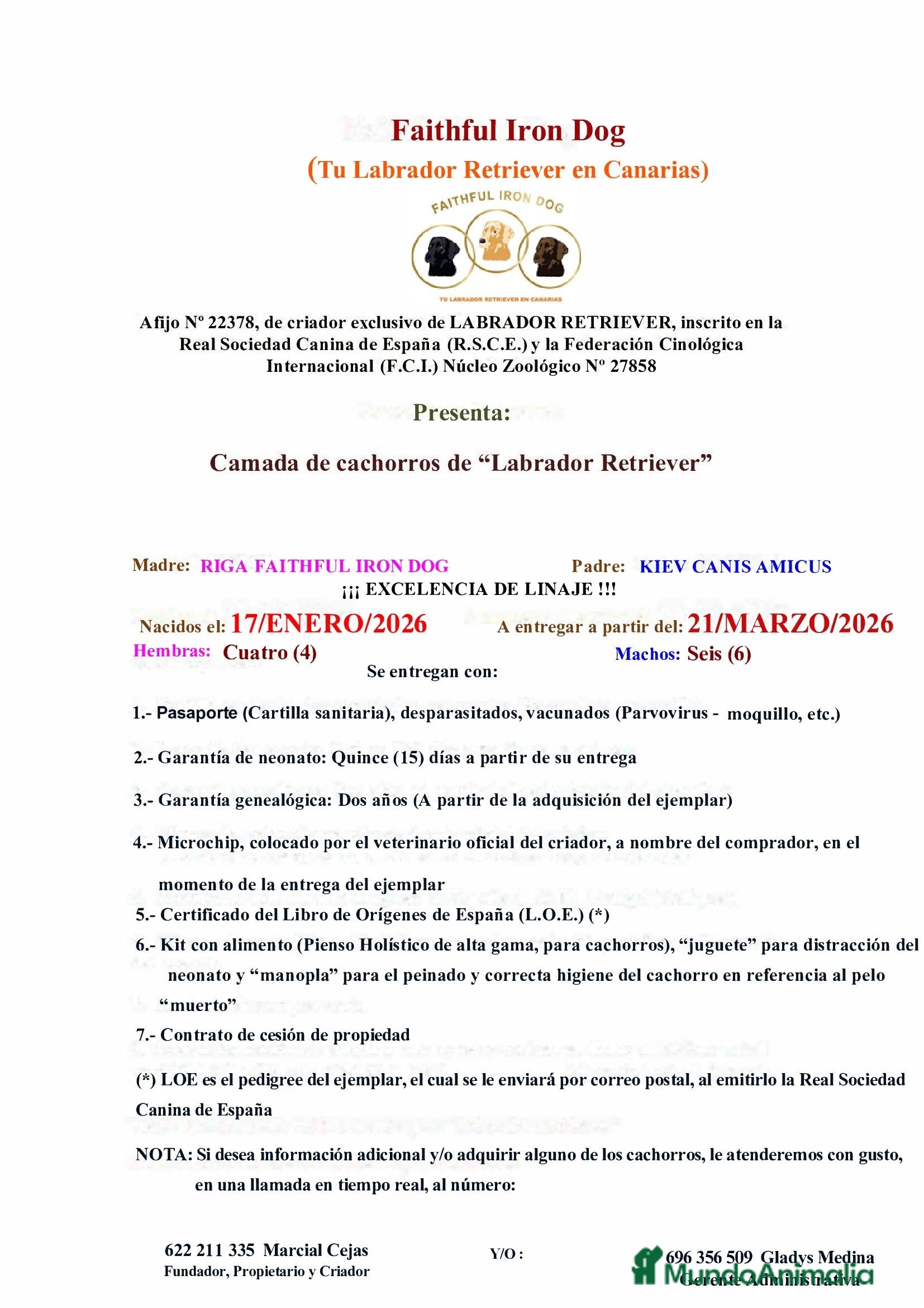 Labrador Retriever perros Cachorros de Labrador Retriever - Anuncio 2