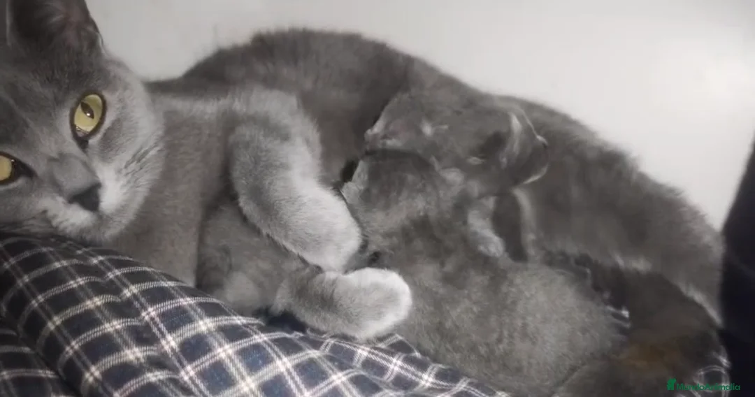 Azul Ruso gatos en venta: Gatos azul ruso - Anuncio 1