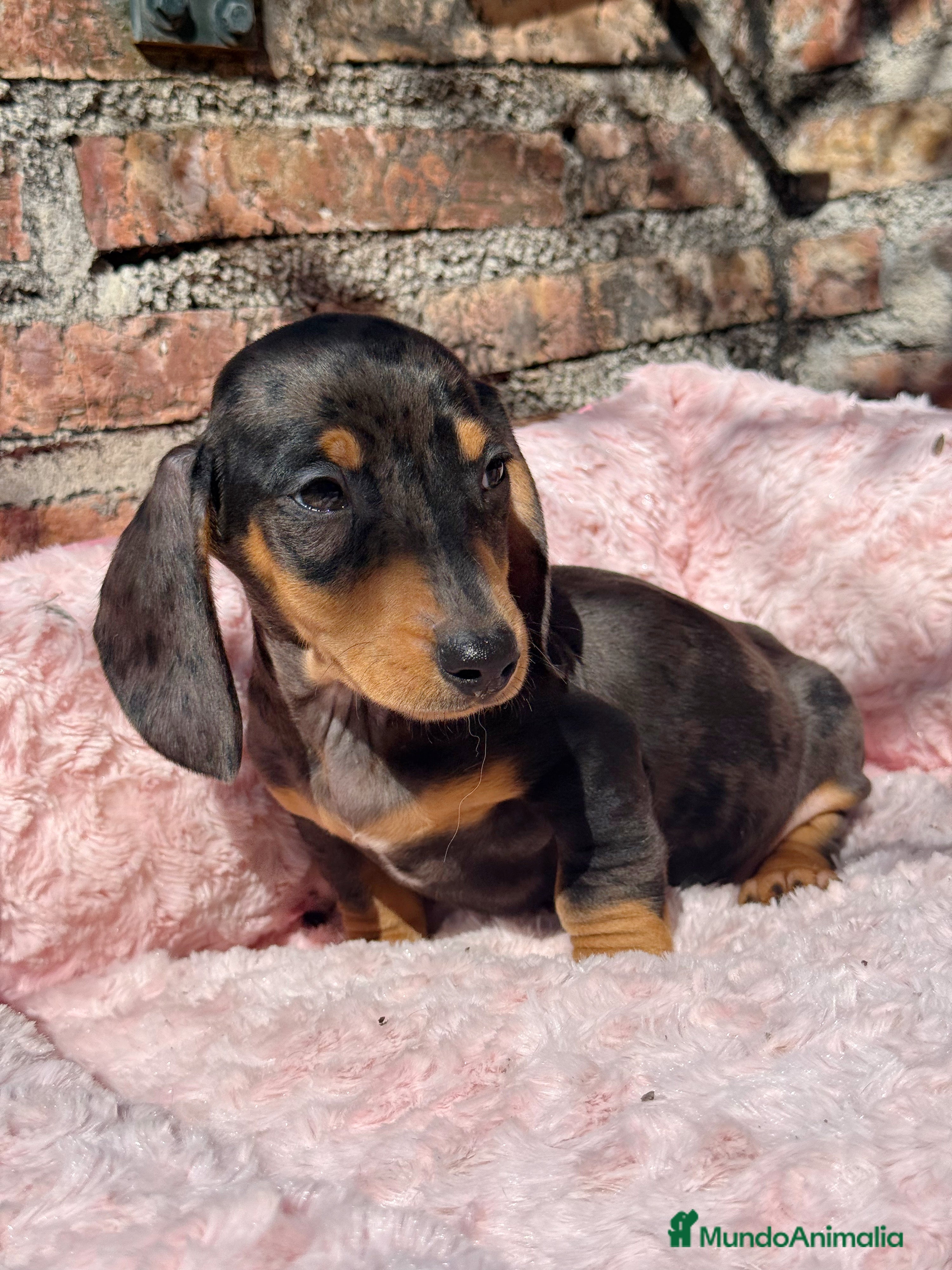 Teckel Miniatura perros Teckel kanichen macho arlequín plata - Anuncio 5