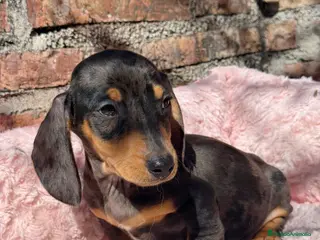 Teckel Miniatura perros Teckel kanichen macho arlequín plata - Anuncio 5