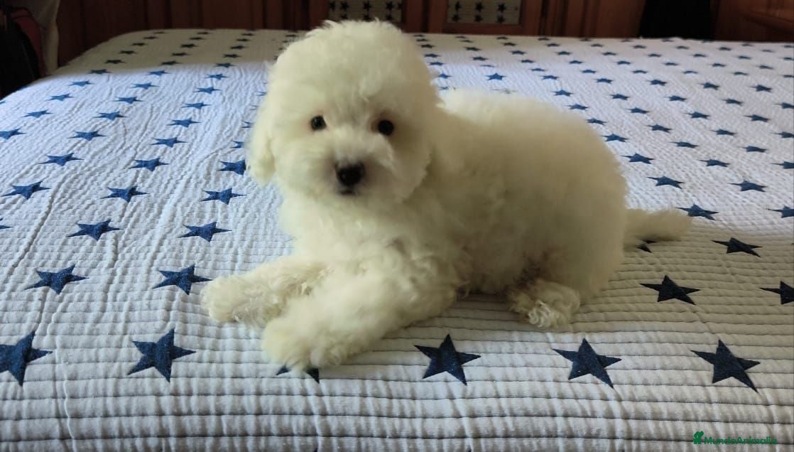 Caniche Toy perros Caniche toy  - Anuncio 1