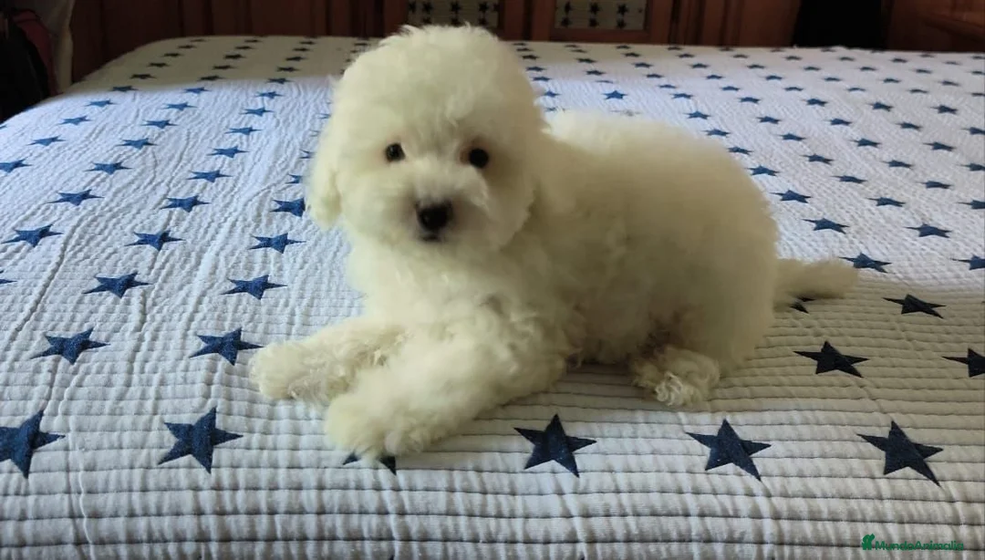 Caniche Toy perros en venta: Caniche toy  - Anuncio 1