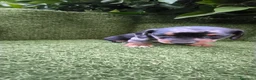 Teckel Miniatura perros en venta: preciosa camada teckel miniatura  - Anuncio 6