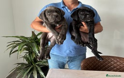 Cane Corso perros en venta: Cachorros de cane corso  - Imagen 1