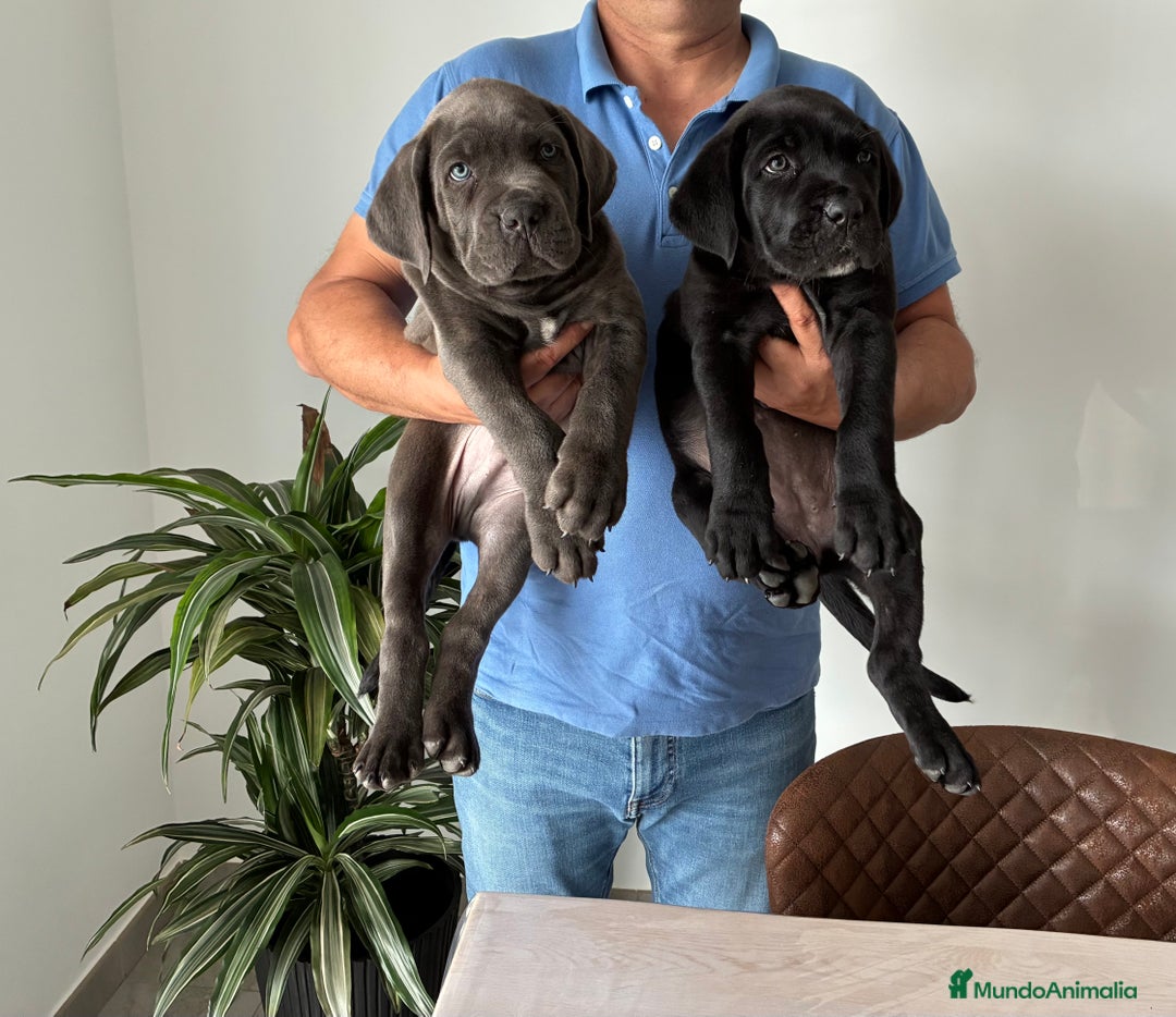 Cane Corso perros en venta: Cachorros de cane corso  - Imagen 1