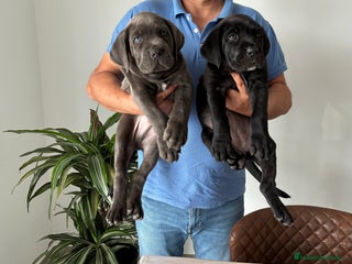 Cane Corso perros - Anuncio 5