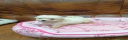 Bichón Maltés perros en venta: BICHON MALTES  - Anuncio 11