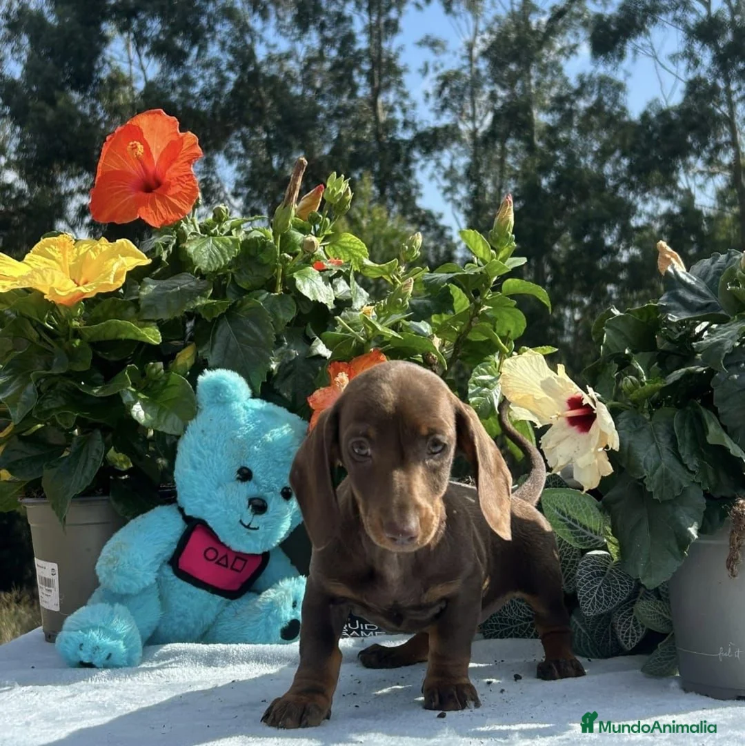 Teckel Miniatura perros en venta: Teckel miniatura/kanichen - Anuncio 2