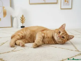 Británico de Pelo Corto gatos Precioso britanico gran calidad muy pomposo - Anuncio 1