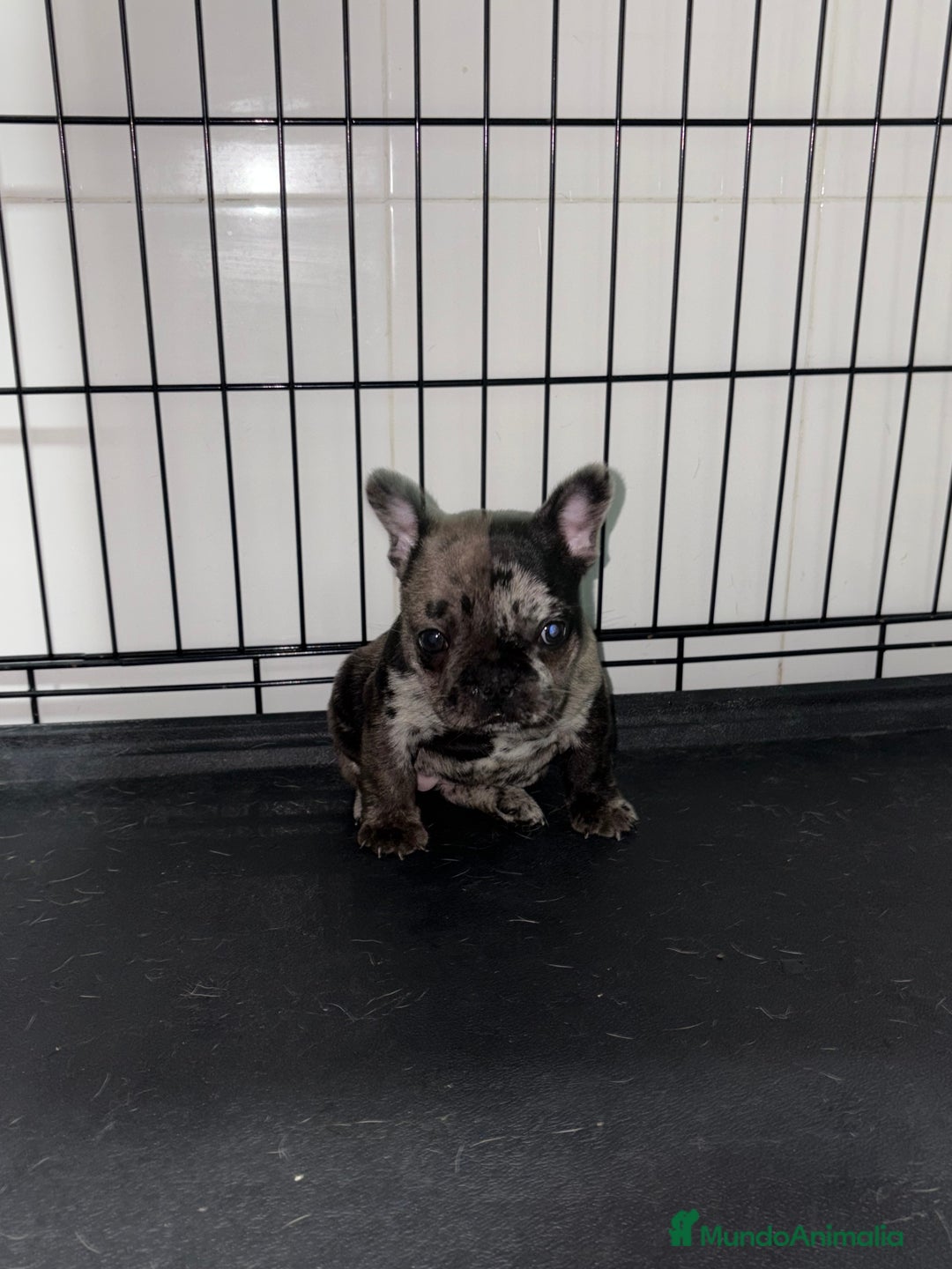 Bulldog Francés perros en venta: Cachorra bulldog francés merle  - Anuncio 4