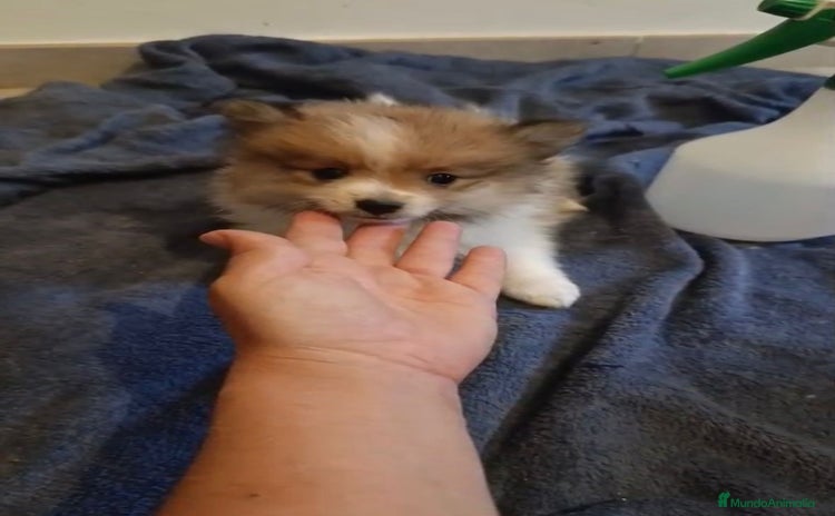 Pomerania perros - Propaganda 2