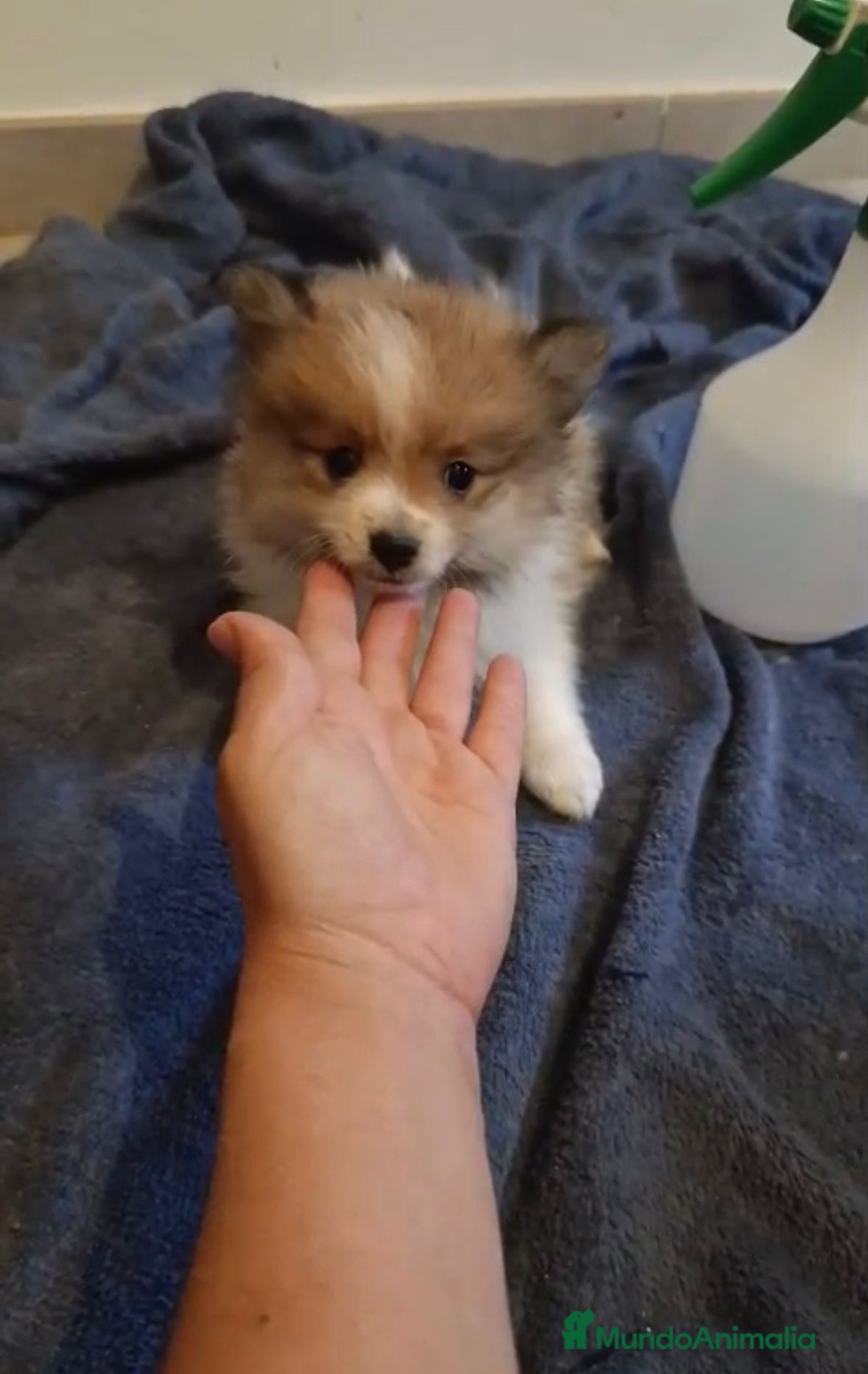 Pomerania perros en venta: Lulu pomerania toy - Imagen 1