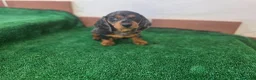 Teckel Miniatura perros en venta: TECKEL MINIATURA ARLEQUIN - Anuncio 2