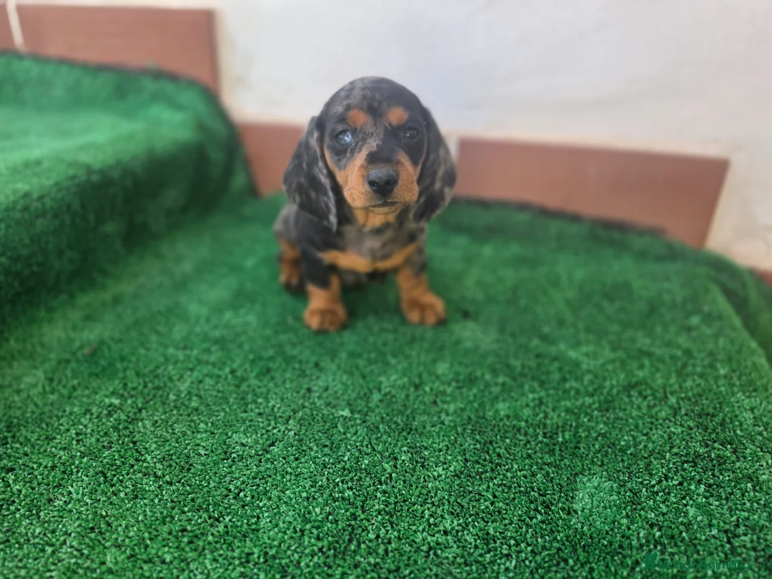 Teckel Miniatura perros en venta: TECKEL MINIATURA ARLEQUIN - Anuncio 2