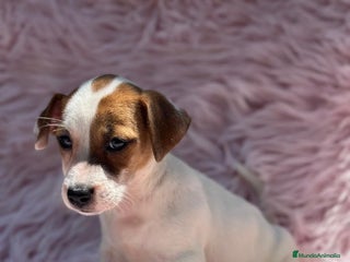 Jack Russell Terrier perros - Anuncio 22