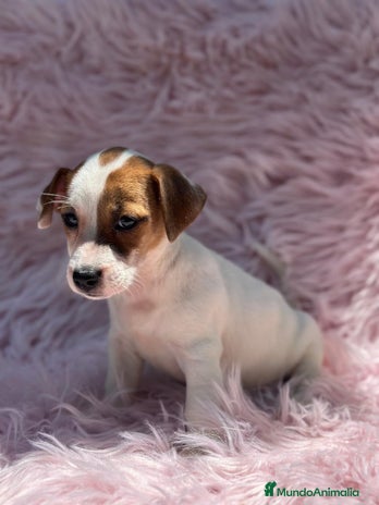 Jack Russell Terrier perros - Anuncio 9