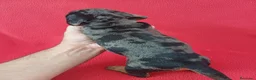 Teckel Miniatura perros en venta: Teckel Miniatura Arlequin Chocolate  - Anuncio 2