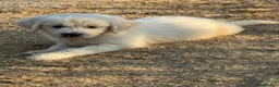 Golden Retriever perros en venta: Golden retriever  - Anuncio 5