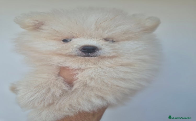 Pomerania perros - Anuncio 1