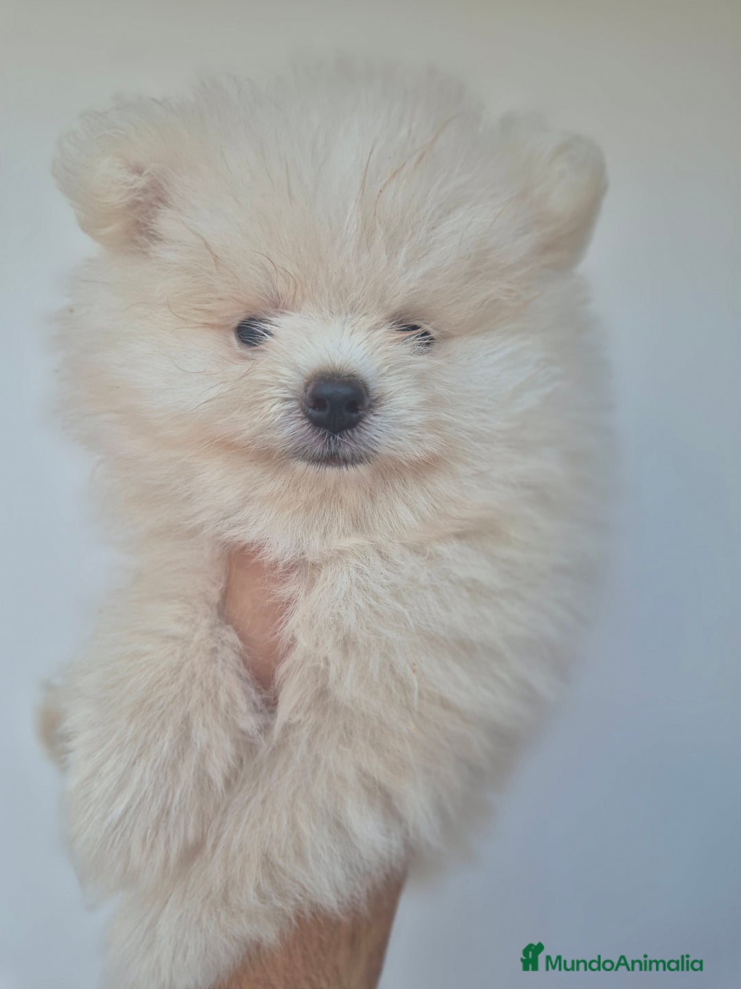 Pomerania perros en venta: Pomerania lulu mini hembra  - Imagen 1