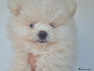 Pomerania perros - Anuncio 40