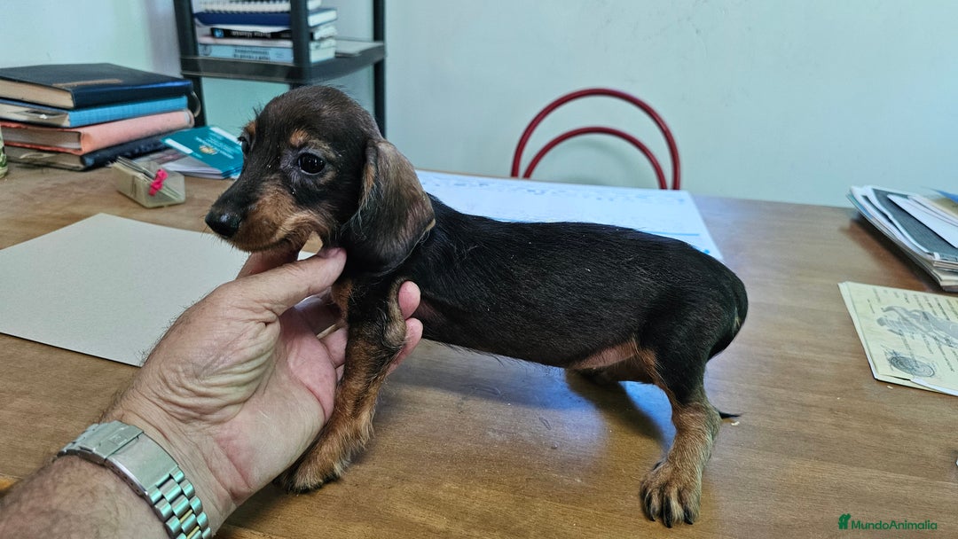 Teckel perros en venta: Teckel pelo duro - Imagen 2