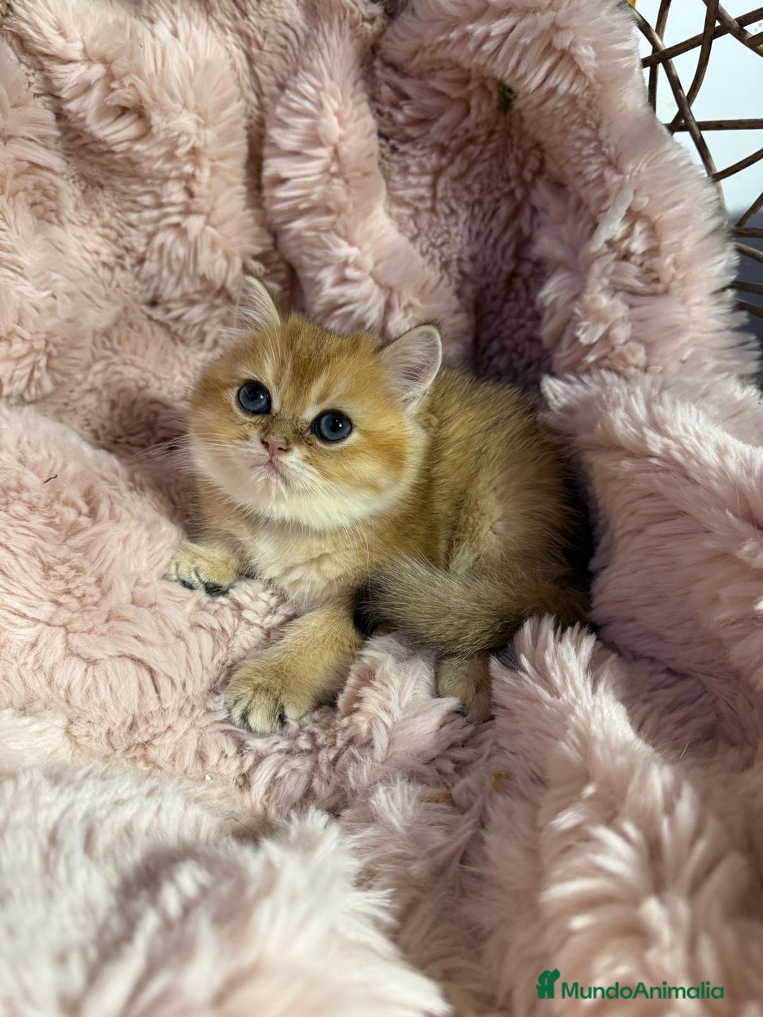 Británico de Pelo Corto gatos en venta: British golden en venta, macho y hembra - Imagen 1