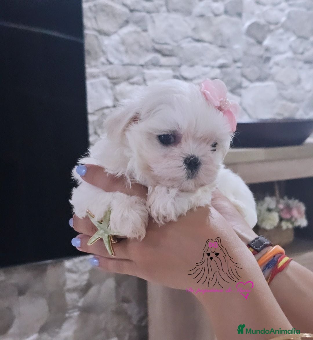 Bichón Maltés perros Bichon maltes coreano miniatura MÁXIMA CALIDAD  - Anuncio 31