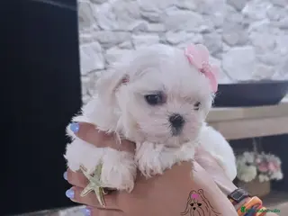Bichón Maltés perros Bichon maltes coreano miniatura MÁXIMA CALIDAD - Anuncio 31