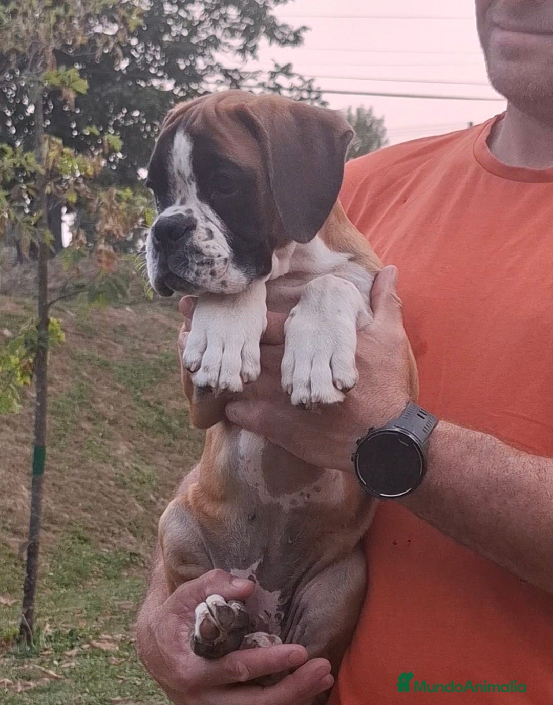 Boxer perros en venta: BOXER DORADO MACHO - Imagen 5