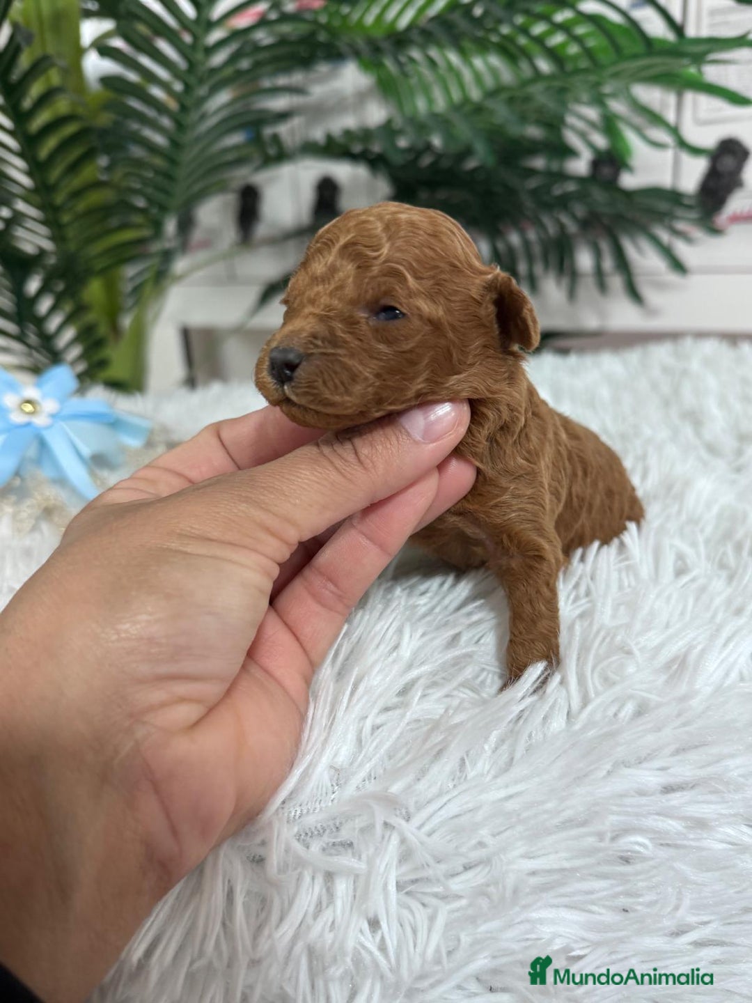 Caniche Toy perros en venta: CANICHE ROJO - Anuncio 5