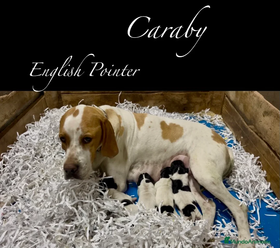 Pointer perros en venta: Benidorm Caraby pointer inglés  - Anuncio 1