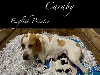 Pointer perros Benidorm Caraby pointer inglés - Anuncio 2