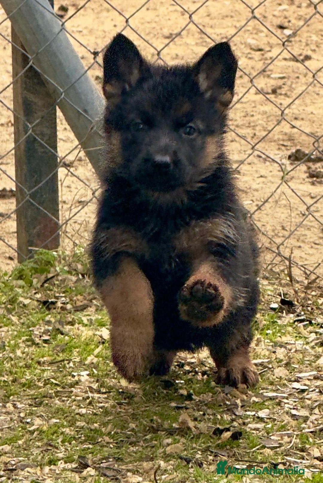 Pastor Alemán perros en venta: Pastores alemanes belleza , 100% líneas alemanas - Anuncio 2