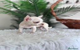 Chihuahua perros en venta: CHIHUAHUA HEMBRA - Imagen 4
