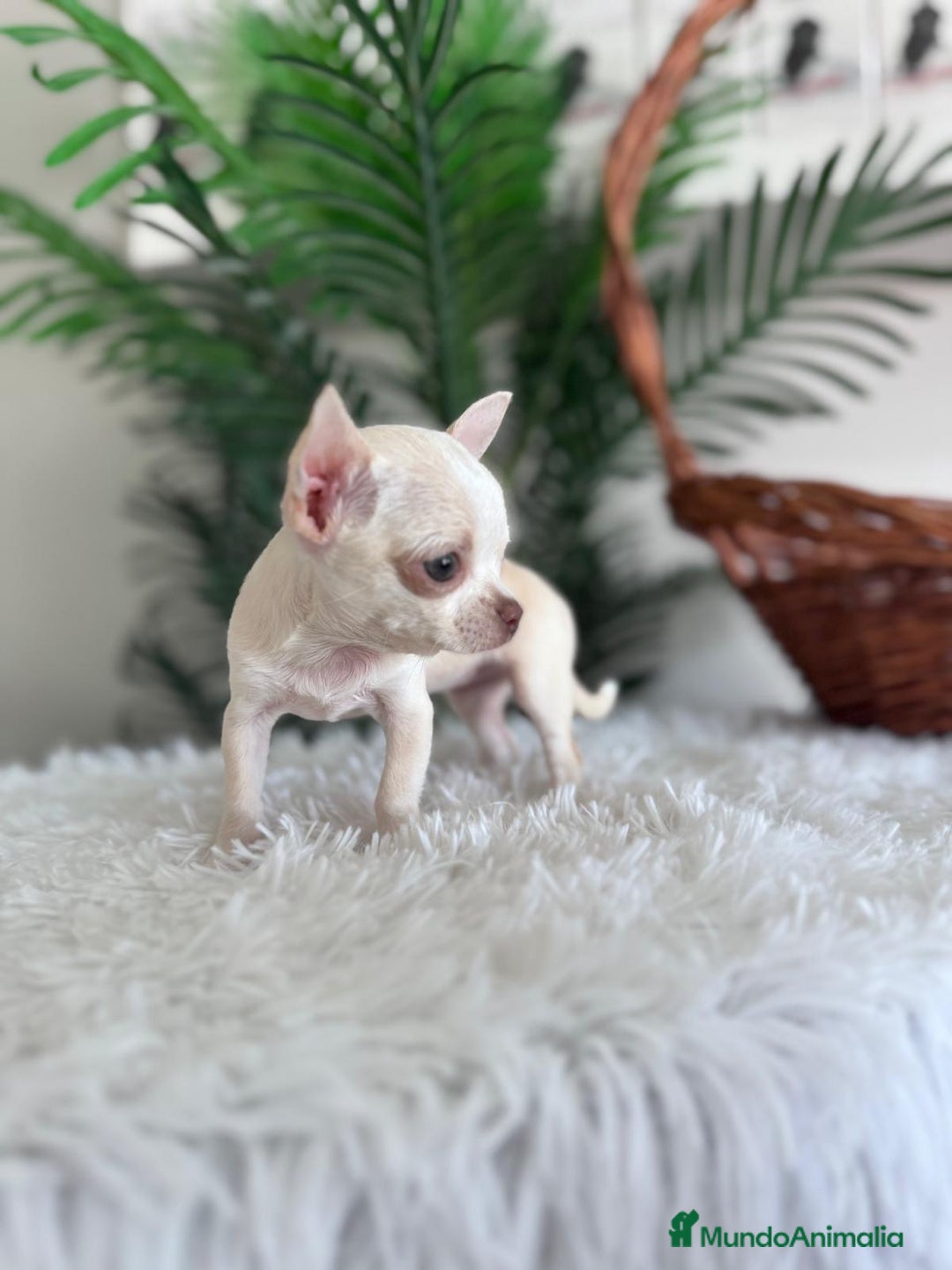 Chihuahua perros en venta: CHIHUAHUA HEMBRA - Imagen 4