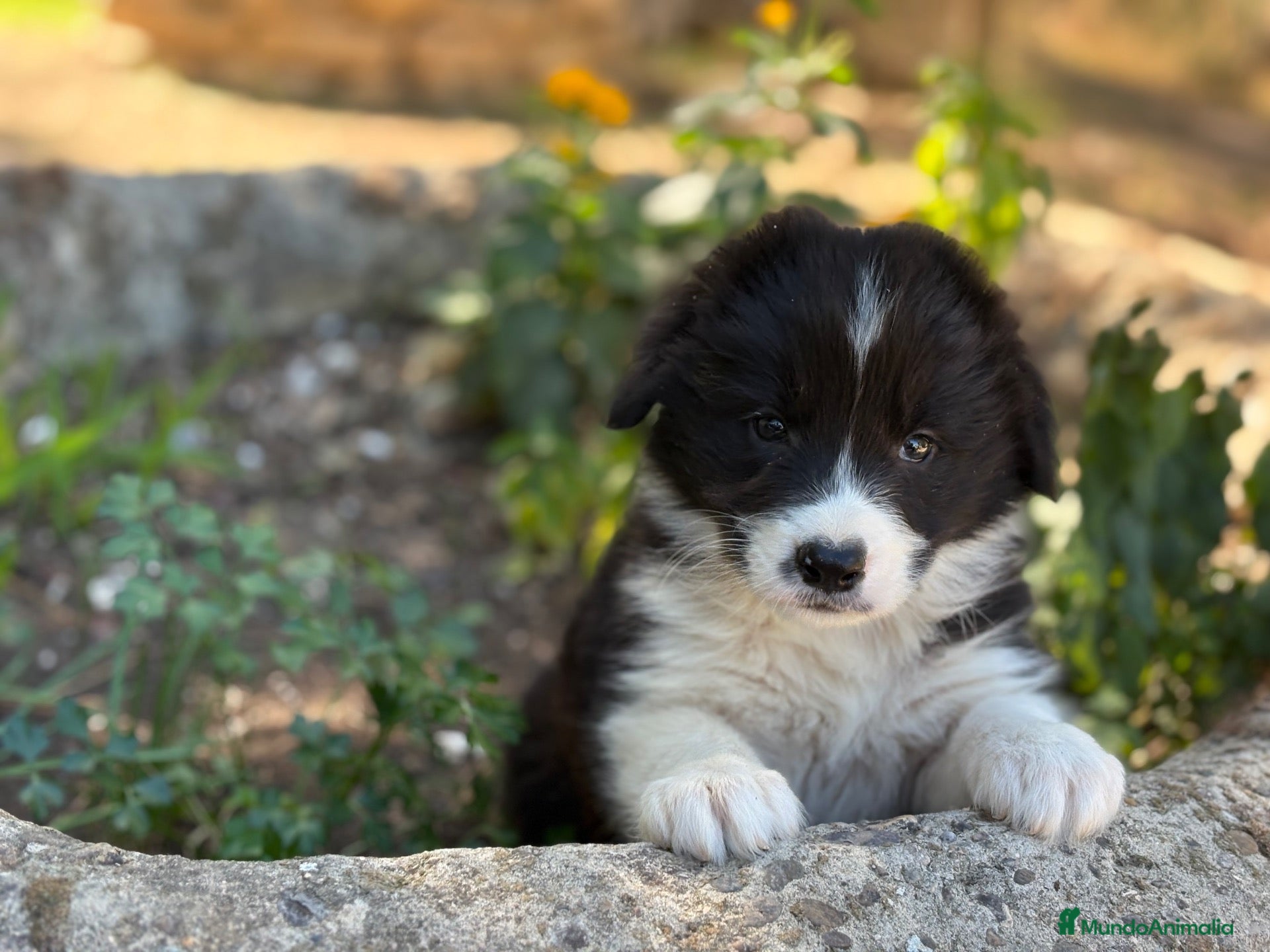 Border Collie perros 🐾🐾 Border Collie con pedigree – 8 cuccioli 🐾🐾 - Anuncio 5