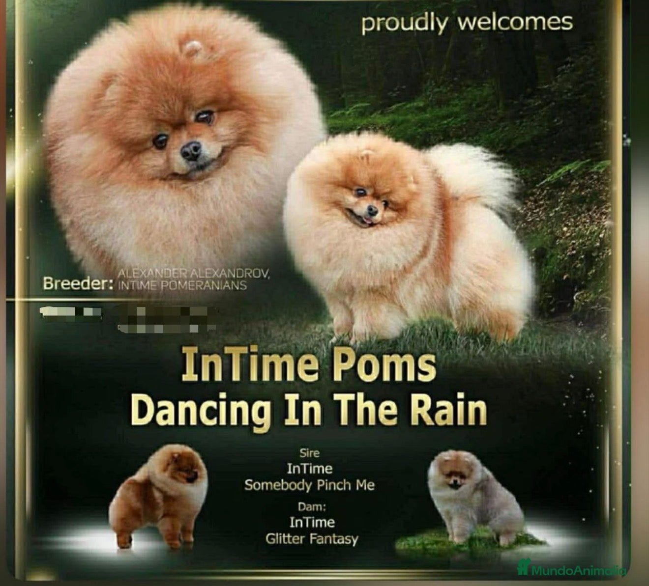Pomerania perros Pomerania auténtico CALIDAD TOP - Anuncio 2