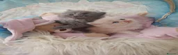 Persa gatos en venta: Gatitos persa himalayo - Anuncio 7