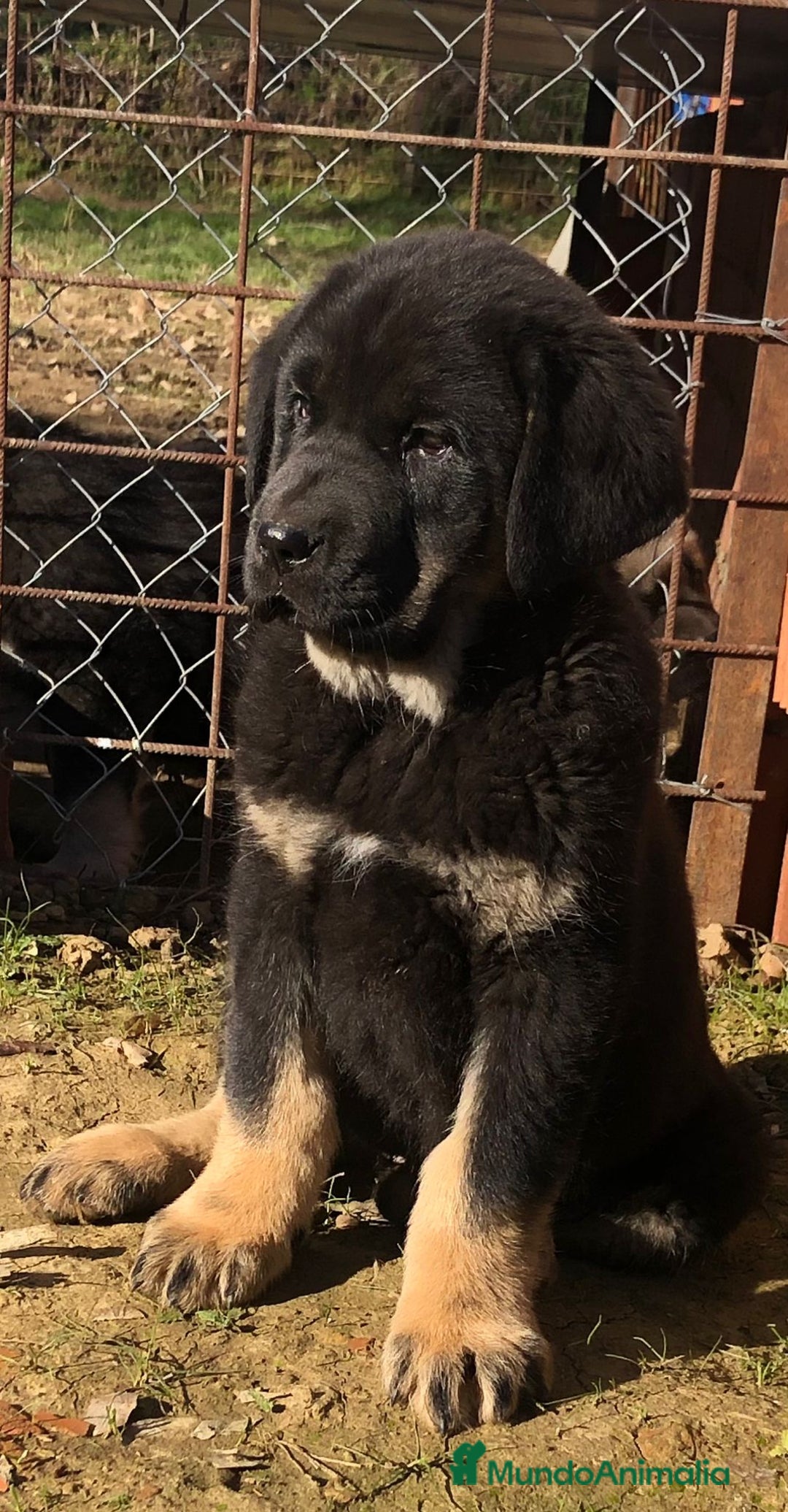 Mastín Español perros en venta: Mastín español - Anuncio 2