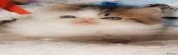 Persa gatos en venta: GATOS PERSAS/HIMALAYOS  - Anuncio 3