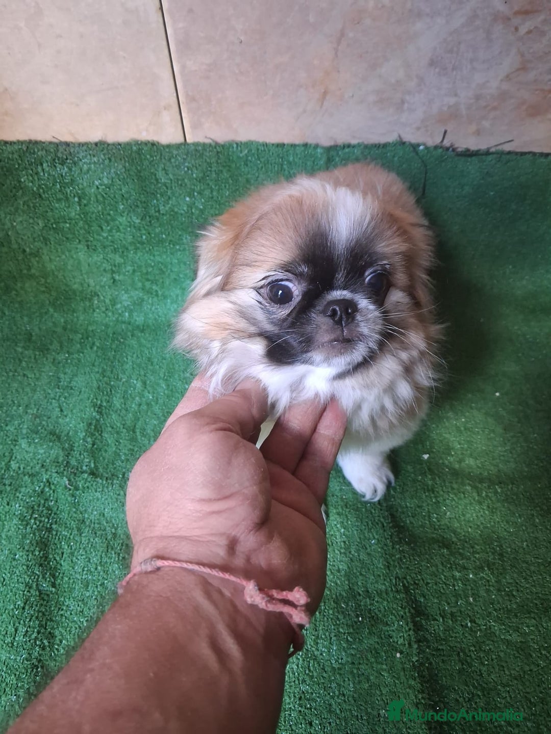 Pekinés perros en venta: Pequines  - Anuncio 5