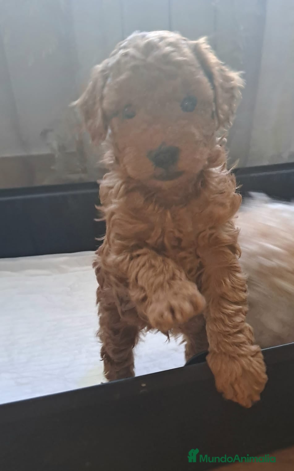 Caniche Toy perros El mejor precio, caniche toy - Anuncio 1
