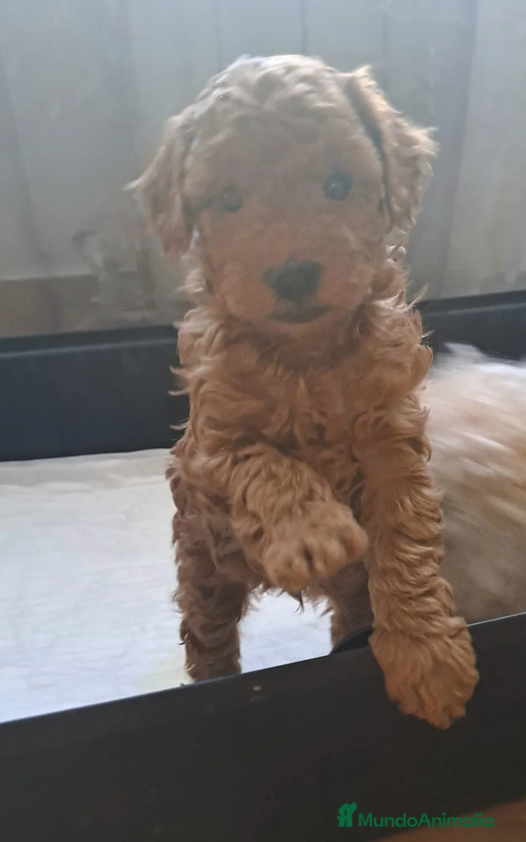 Caniche Toy perros en venta: El mejor precio, caniche toy - Anuncio 1