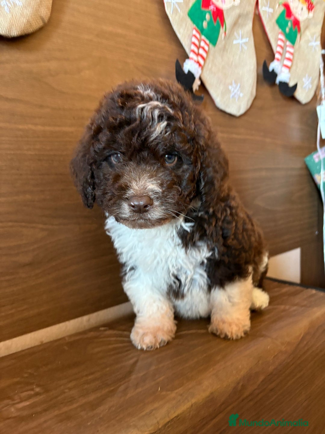 Perro de Agua Español perros en venta: Perro.de agua  - Anuncio 17